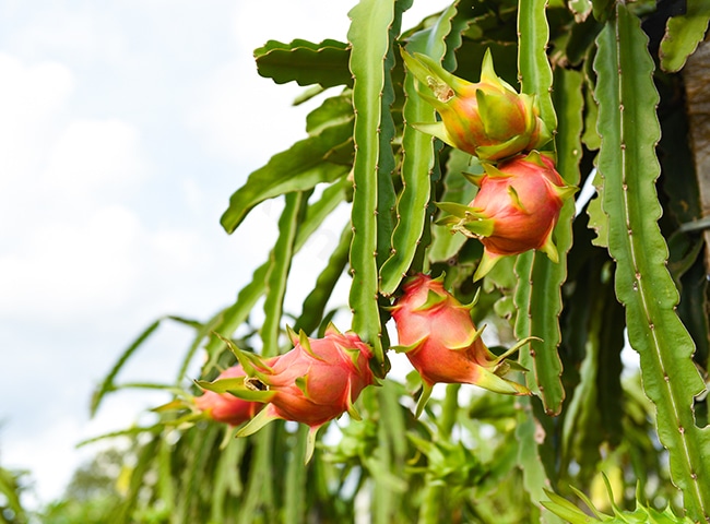 Dragon Fruit Goes Digital: Vietnam's Innovation in Marketing to China 1 Export dragon fruit to china