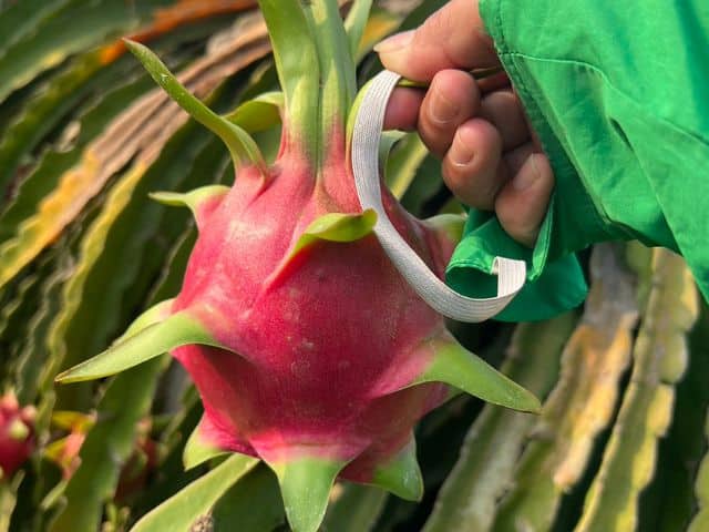 Dragon Fruit 4 dragon fruit at farm