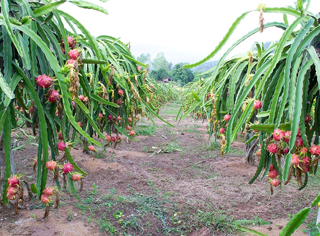 Dragon Fruit 3 dragon fruit farm