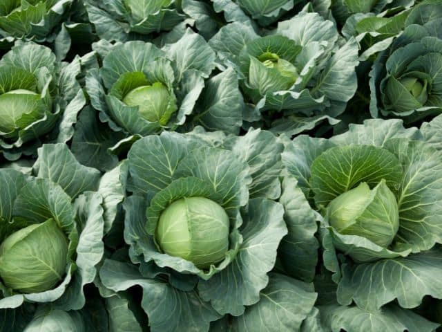 Fresh Cabbage 3 fresh cabbage