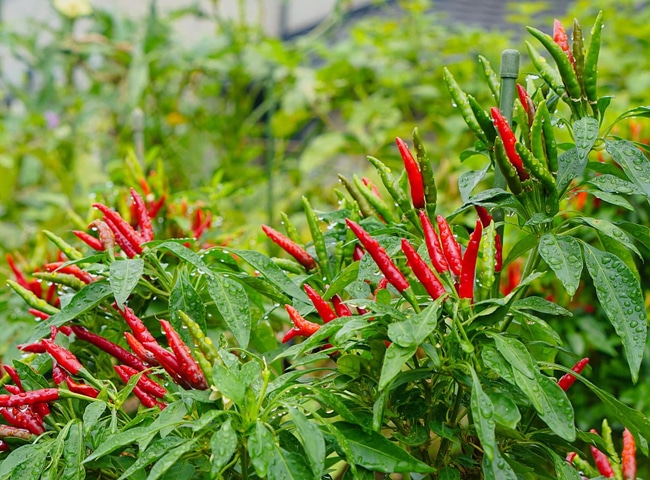 Fresh Red Chili 3 fresh red chili