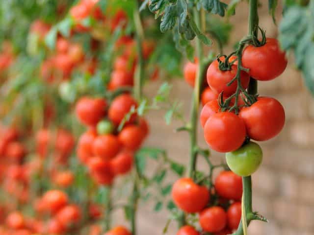 Fresh Tomato 3 fresh tomato producer