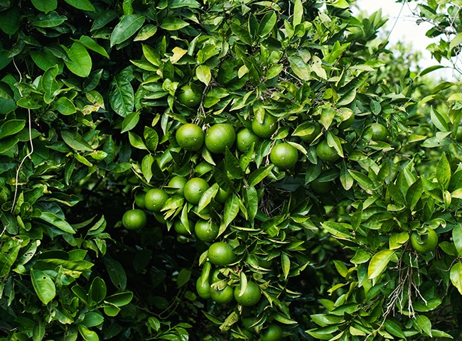 Vietnam's Citrus Gem: Exploring the Unique World of Seedless Limes 1 seedless lime