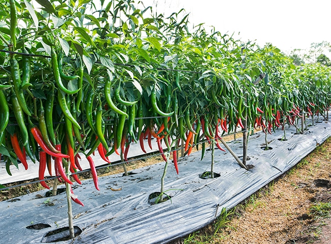 Vietnam Chili Peppers: Popular Types, Cultivation Regions, and Export Value 4 vietnam chili peppers 2