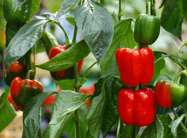 Vietnam Chili Peppers: Popular Types, Cultivation Regions, and Export Value 5 vietnam chili peppers 5