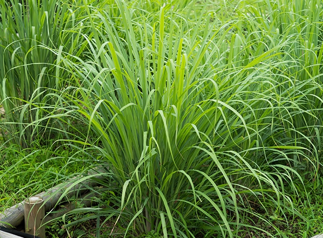 Lemongrass 3 vietnam lemongrass