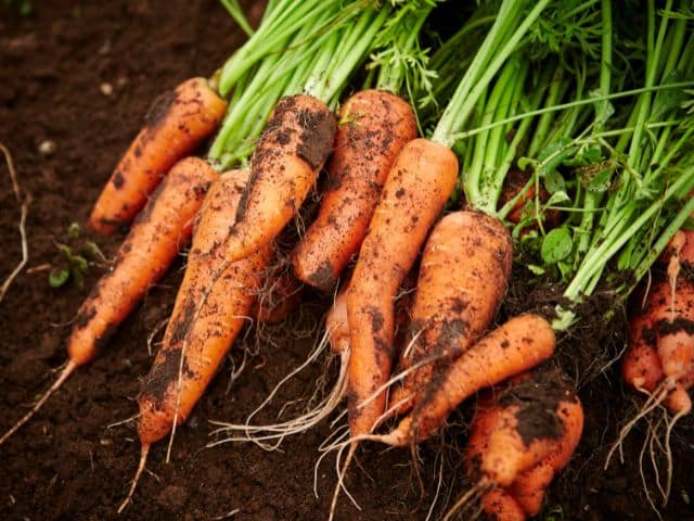 Fresh Carrot 2 vietnamese carrot