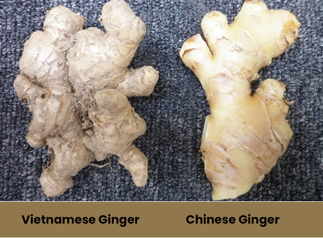 How to Distinguish Vietnamese Ginger and Chinese Ginger 1 vietnamese ginger chinese ginger